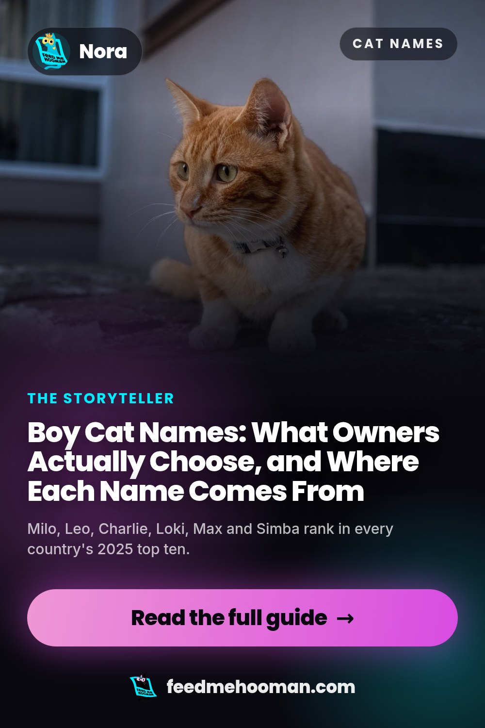 Boy Cat Names: What Owners Actually Choose, and Where Each Name Comes From