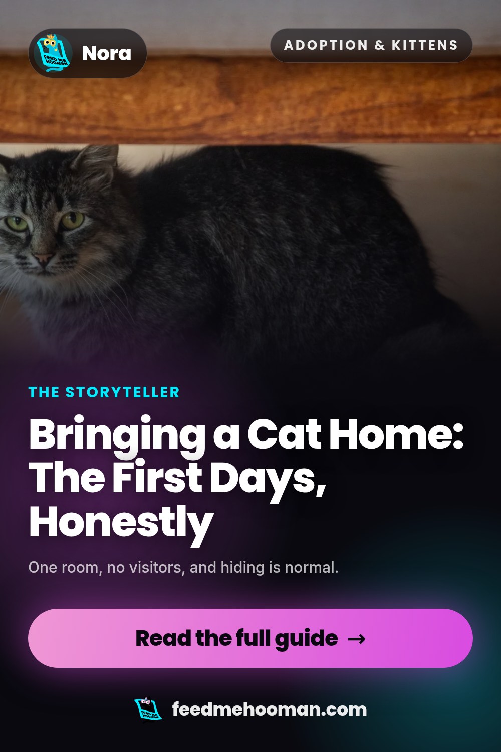 Bringing a Cat Home: The First Days, Honestly
