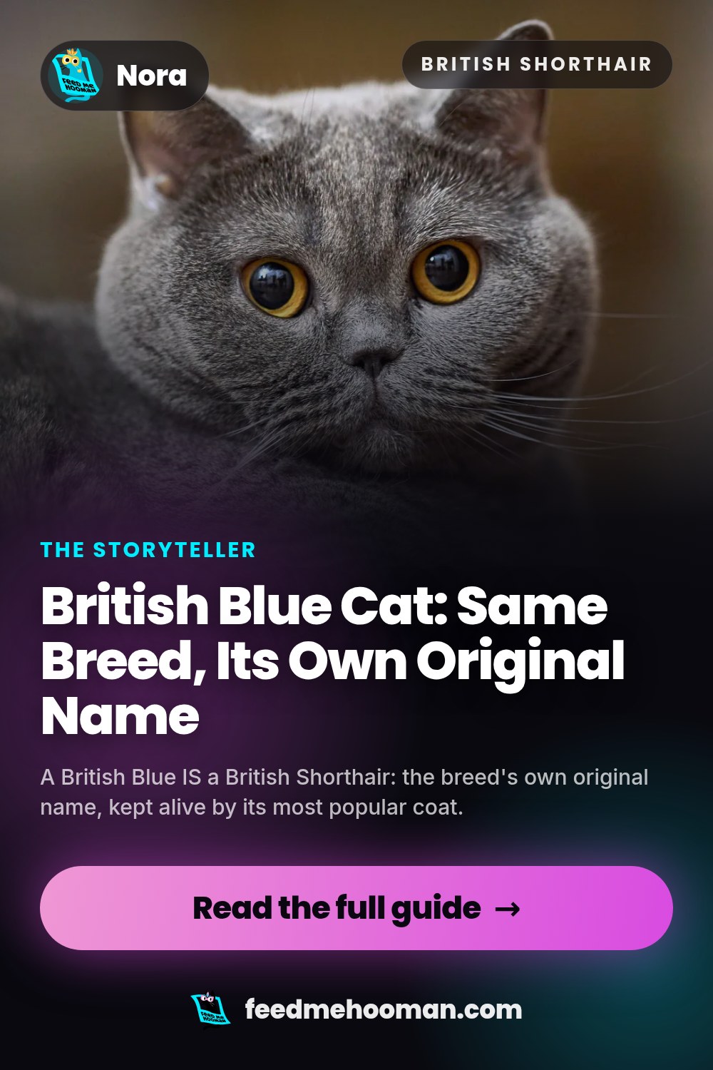 British Blue Cat: Same Breed, Its Own Original Name