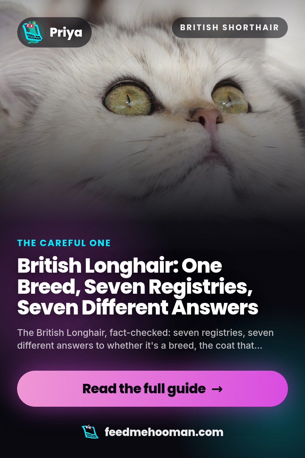 British Longhair: One Breed, Seven Registries, Seven Different Answers