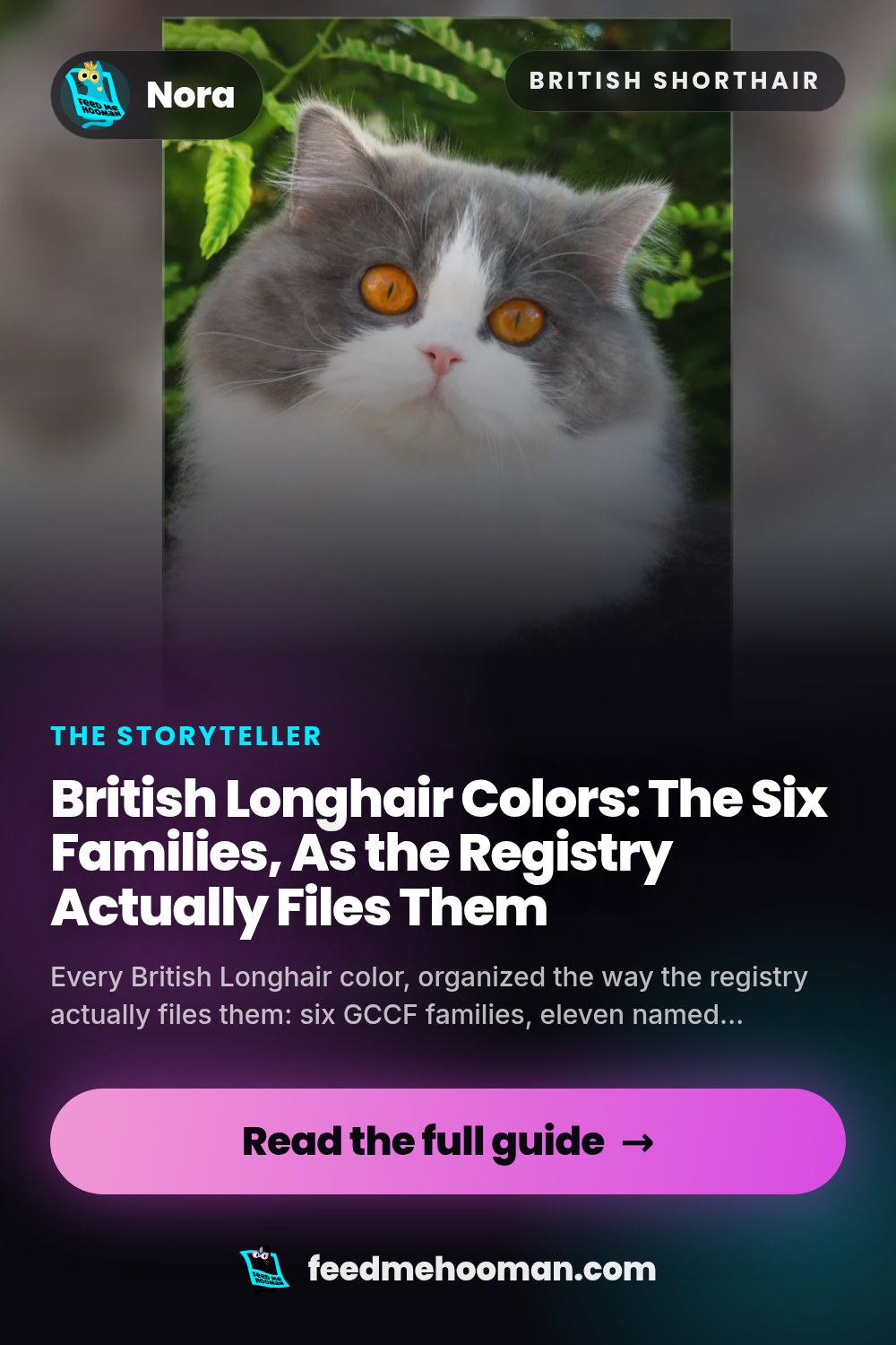 British Longhair Colors: The Six Families, As the Registry Actually Files Them