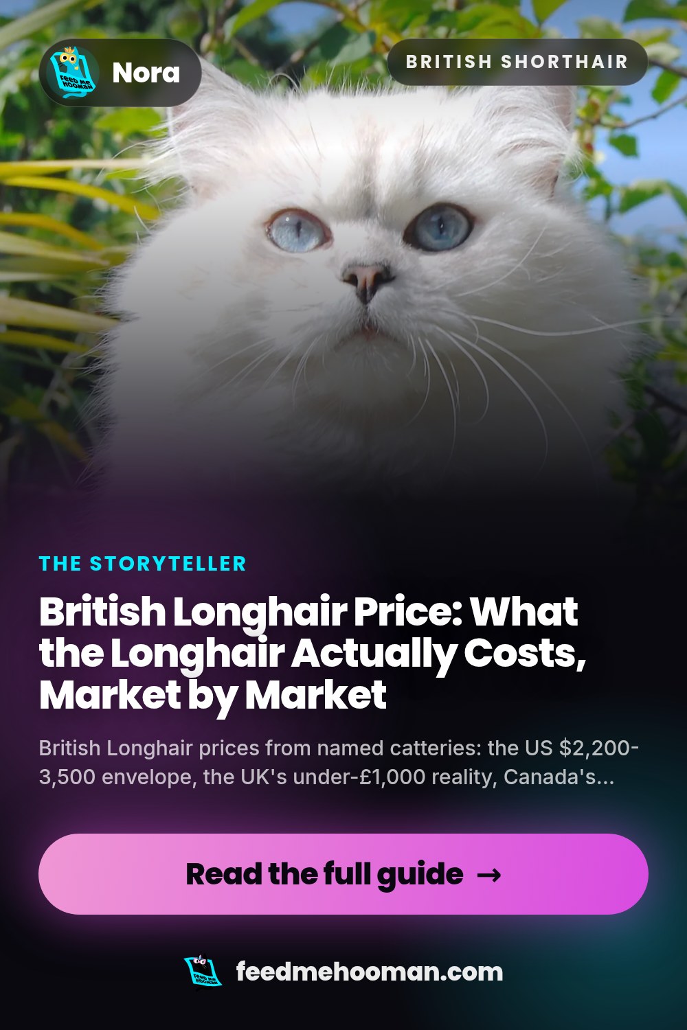 British Longhair Price: What the Longhair Actually Costs, Market by Market