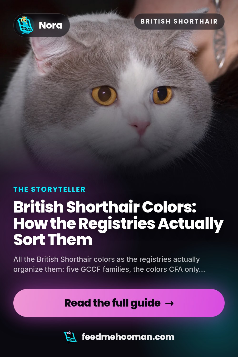 British Shorthair Colors: How the Registries Actually Sort Them