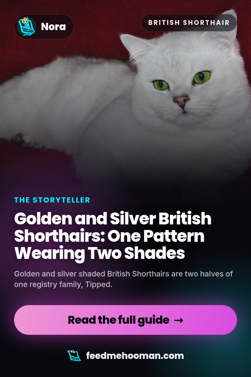 Golden and Silver British Shorthairs: One Pattern Wearing Two Shades