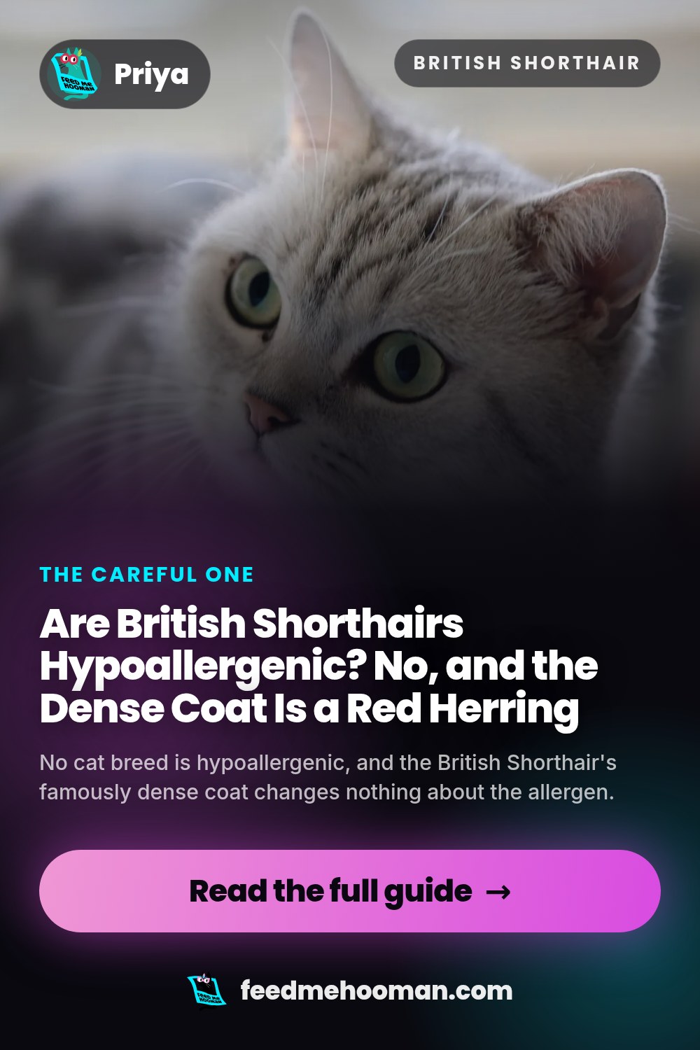 Are British Shorthairs Hypoallergenic? No, and the Dense Coat Is a Red Herring