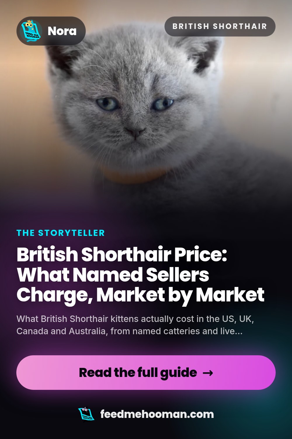British Shorthair Price: What Named Sellers Charge, Market by Market