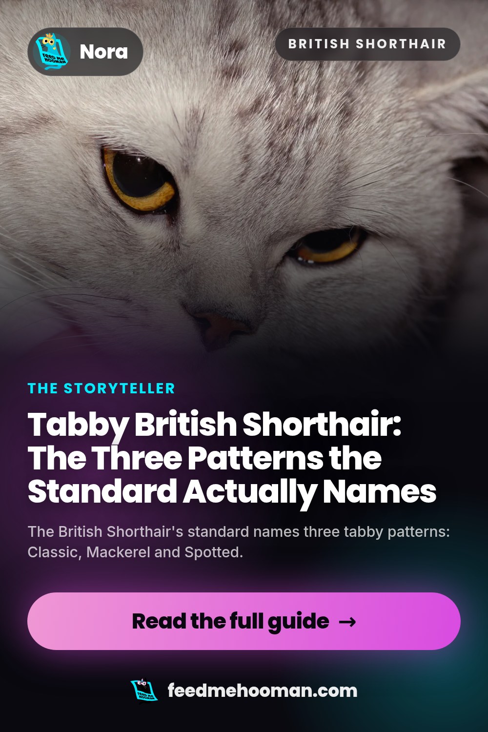 Tabby British Shorthair: The Three Patterns the Standard Actually Names