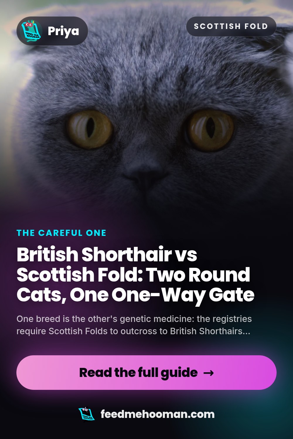British Shorthair vs Scottish Fold: Two Round Cats, One One-Way Gate
