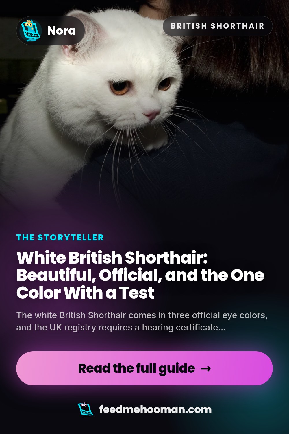 White British Shorthair: Beautiful, Official, and the One Color With a Test