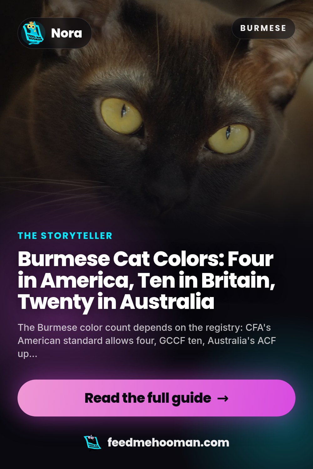 Burmese Cat Colors: Four in America, Ten in Britain, Twenty in Australia