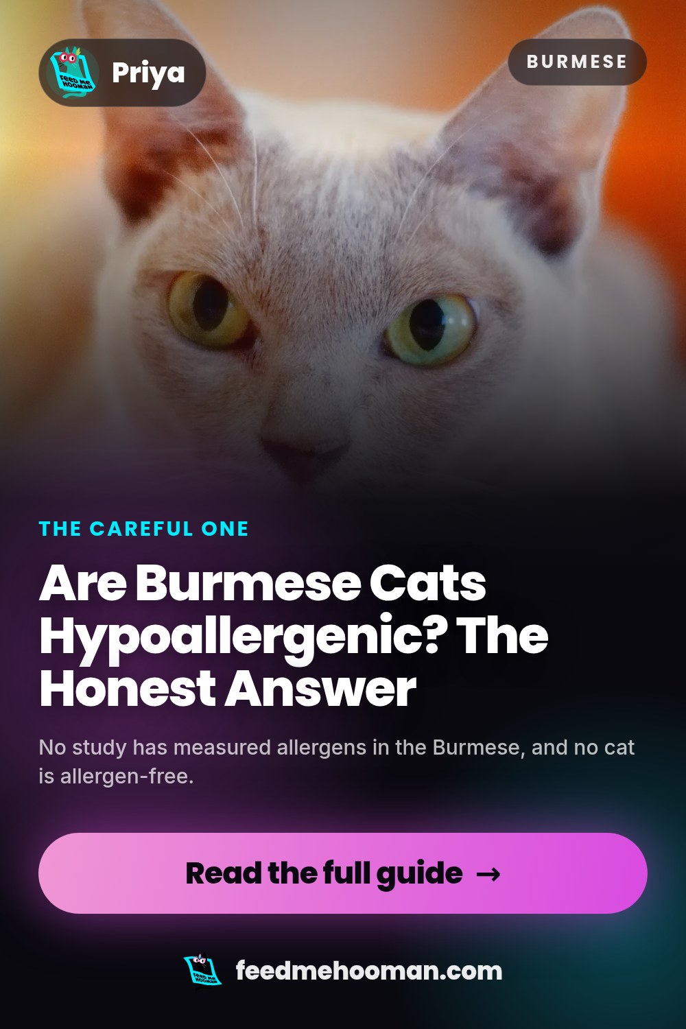 Are Burmese Cats Hypoallergenic? The Honest Answer