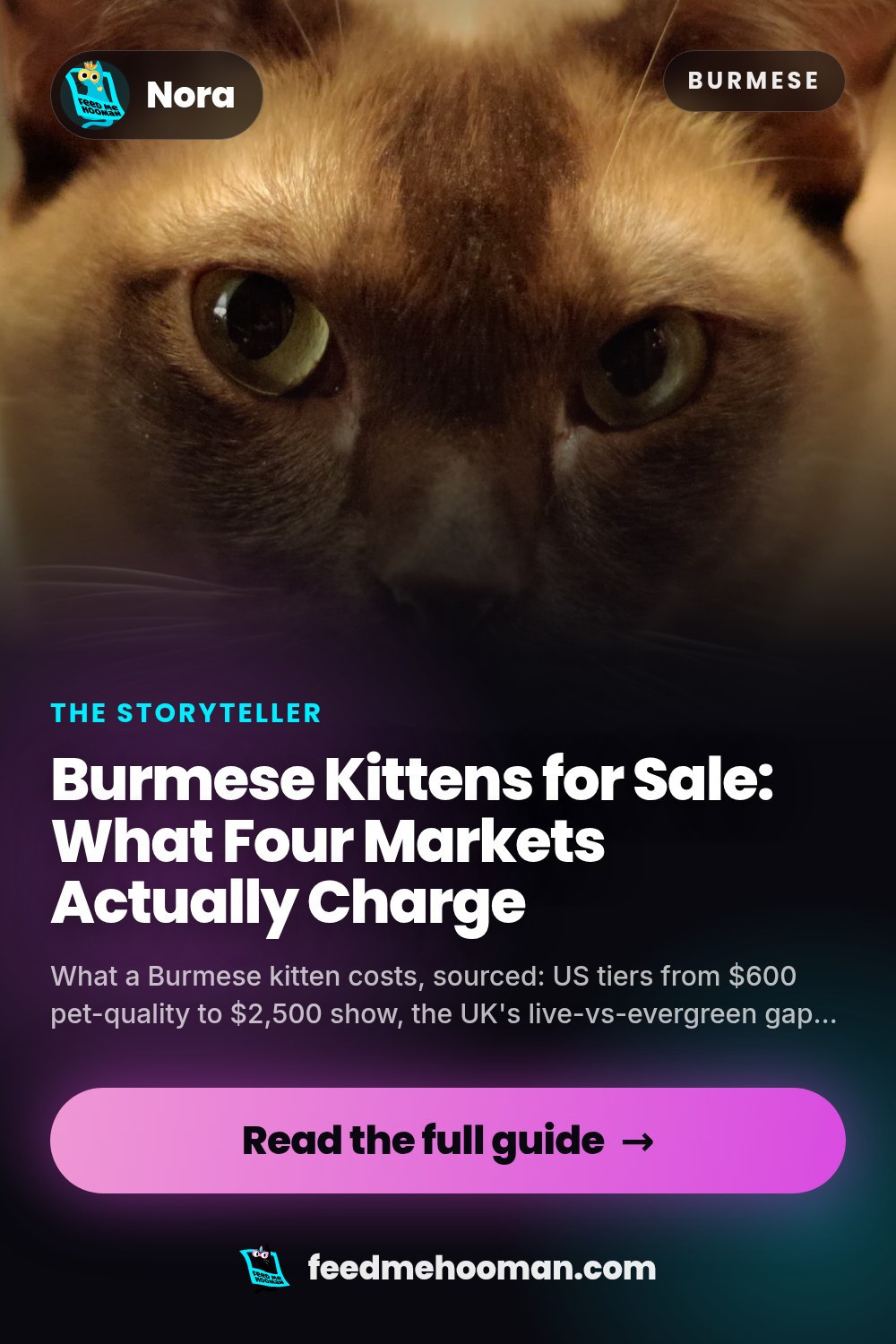 Burmese Kittens for Sale: What Four Markets Actually Charge