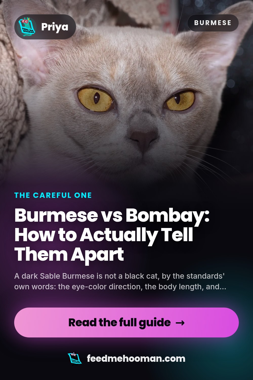 Burmese vs Bombay: How to Actually Tell Them Apart