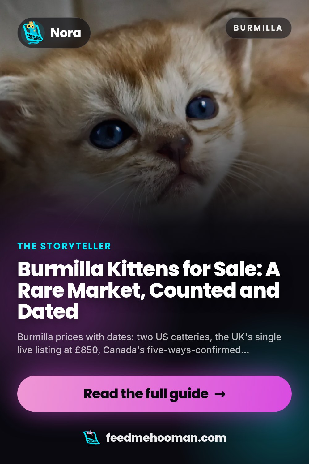 Burmilla Kittens for Sale: A Rare Market, Counted and Dated