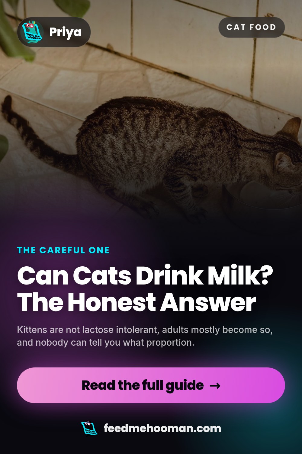 Can Cats Drink Milk? The Honest Answer