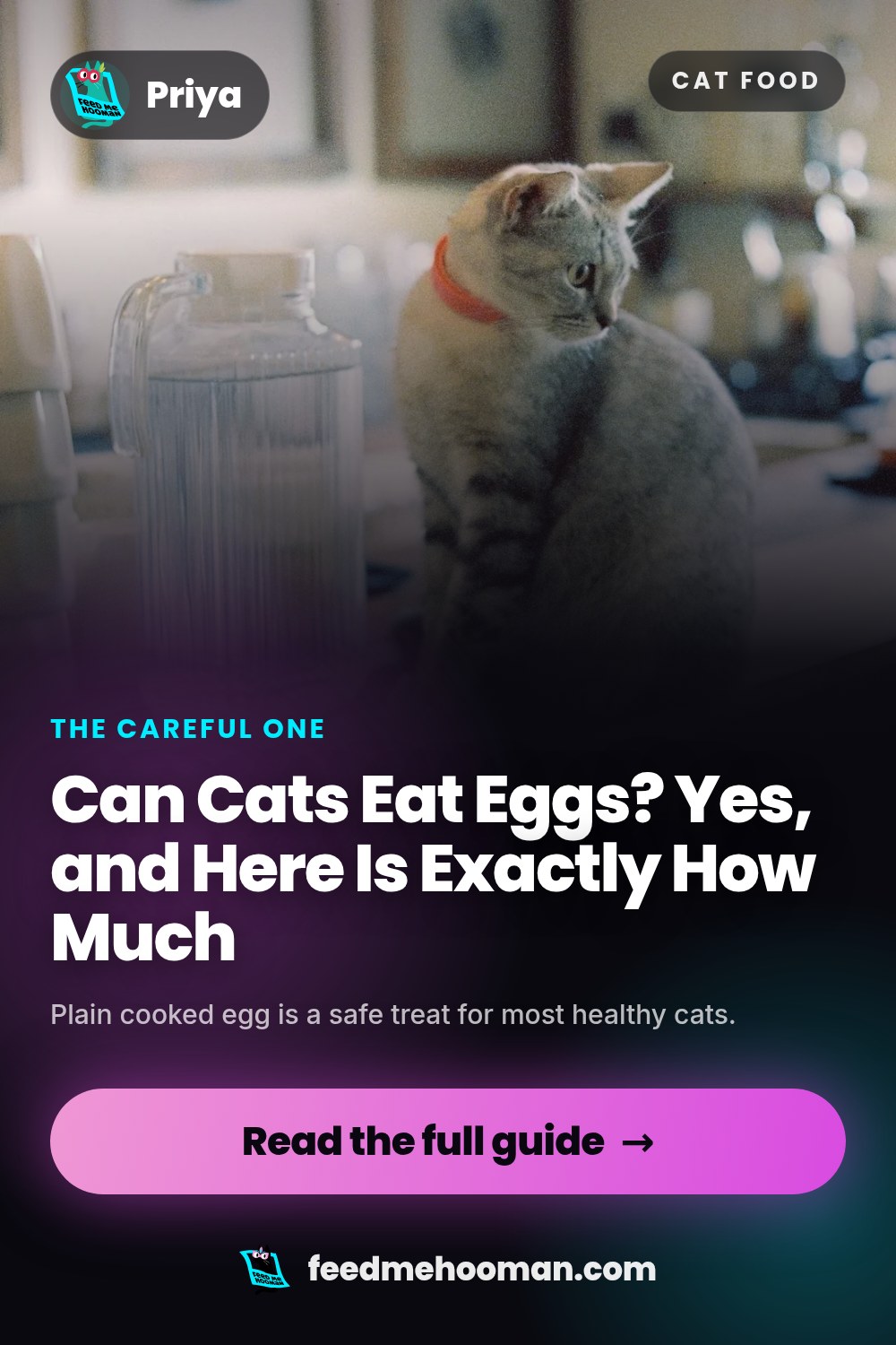 Can Cats Eat Eggs? Yes, and Here Is Exactly How Much