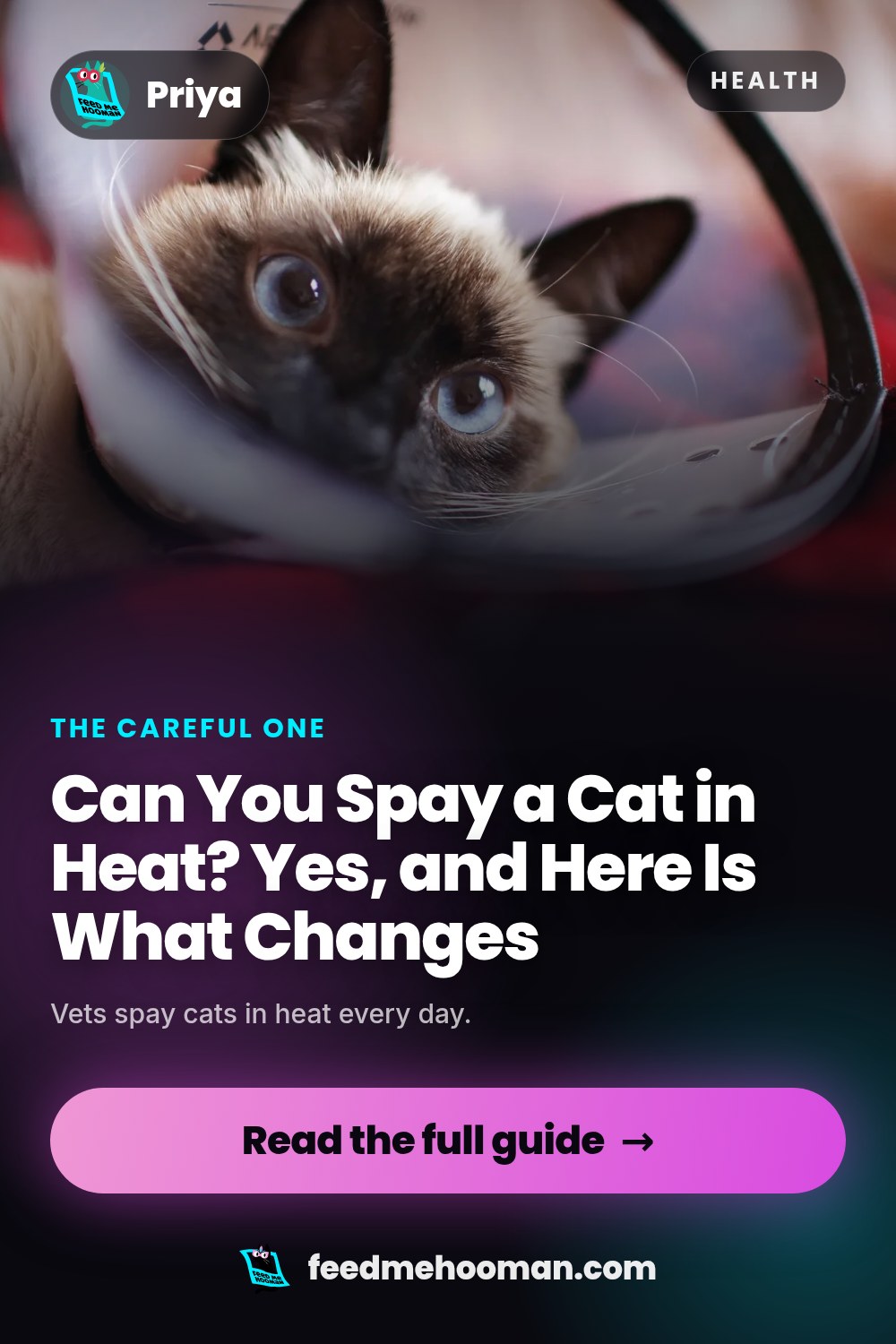 Can You Spay a Cat in Heat? Yes, and Here Is What Changes