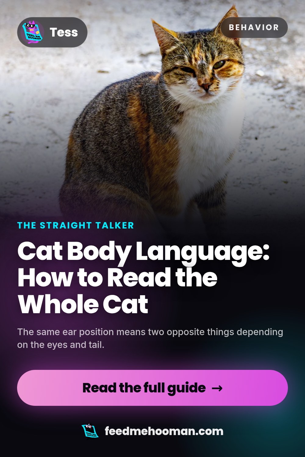Cat Body Language: How to Read the Whole Cat