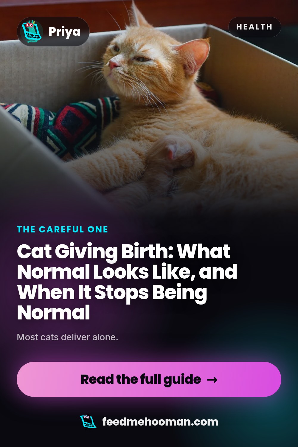 Cat Giving Birth: What Normal Looks Like, and When It Stops Being Normal