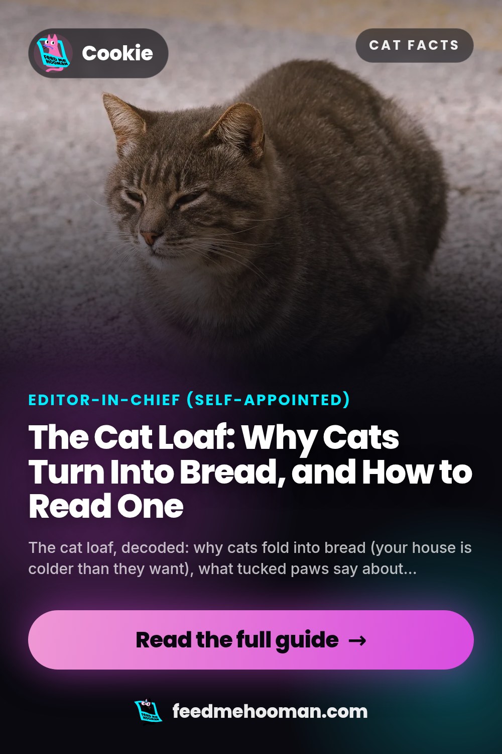 The Cat Loaf: Why Cats Turn Into Bread, and How to Read One