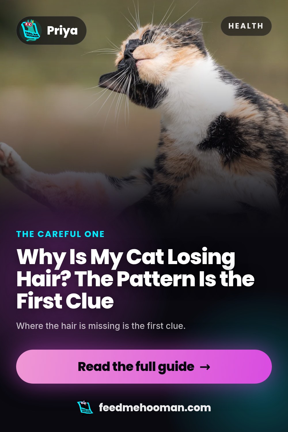 Why Is My Cat Losing Hair? The Pattern Is the First Clue