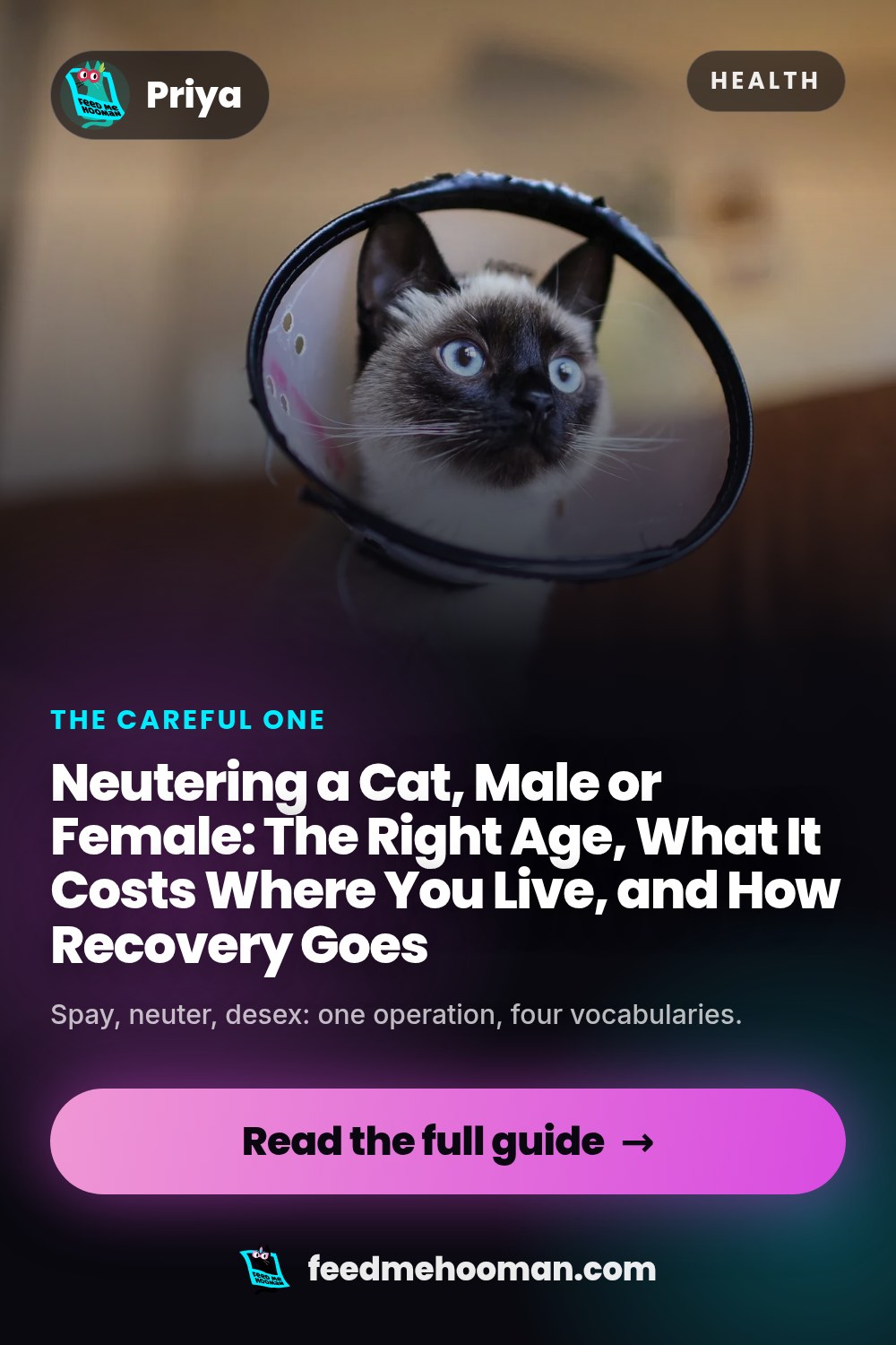 Neutering a Cat, Male or Female: The Right Age, What It Costs Where You Live, and How Recovery Goes