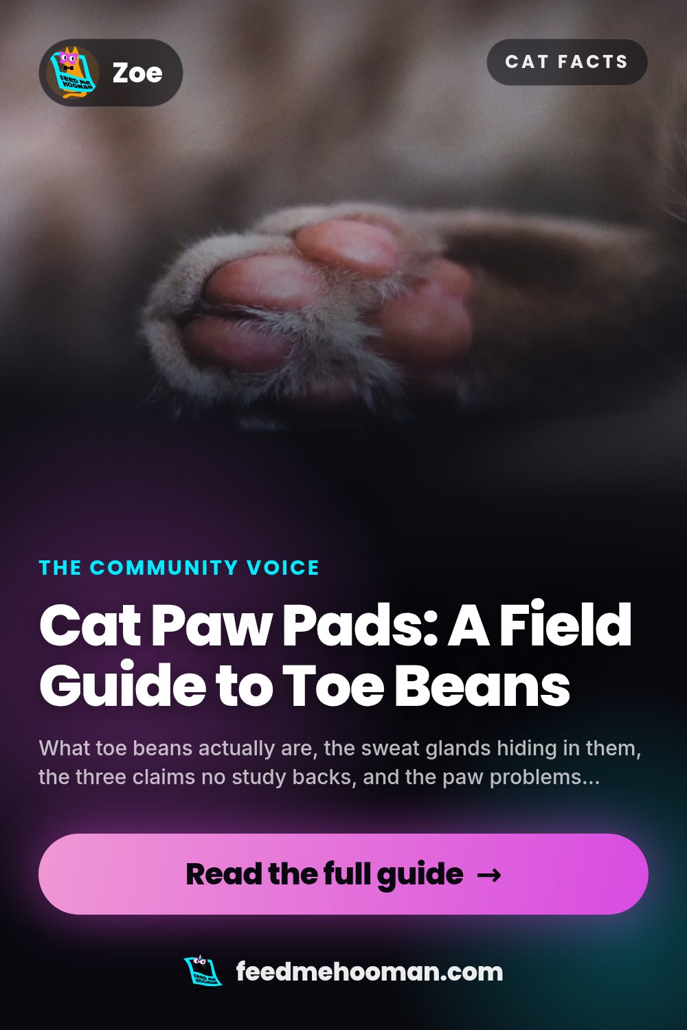 Cat Paw Pads: A Field Guide to Toe Beans