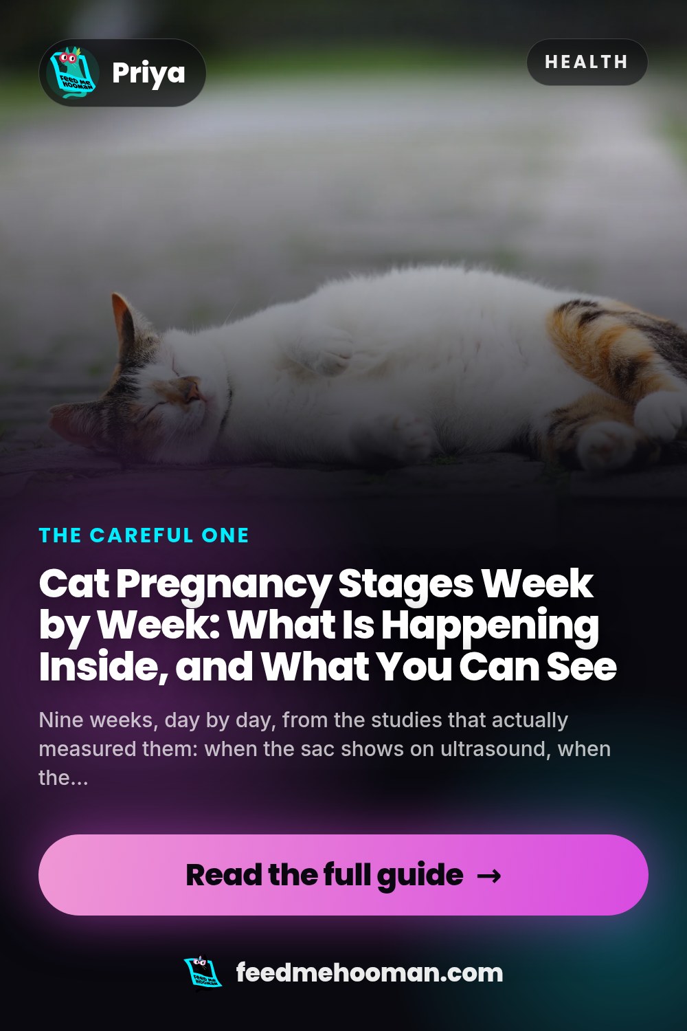 Cat Pregnancy Stages Week by Week: What Is Happening Inside, and What You Can See