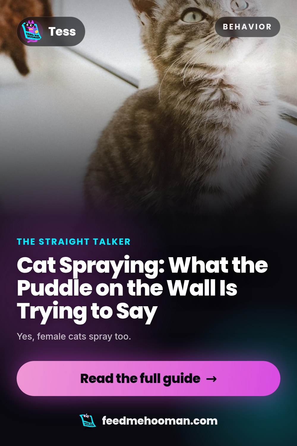 Cat Spraying: What the Puddle on the Wall Is Trying to Say