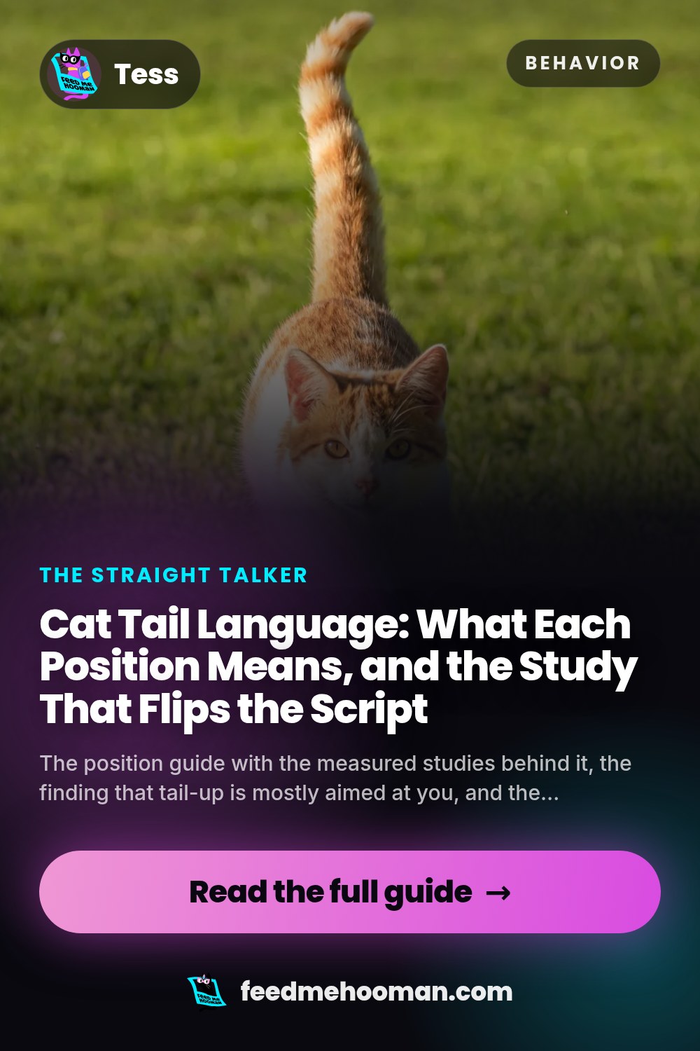 Cat Tail Language: What Each Position Means, and the Study That Flips the Script