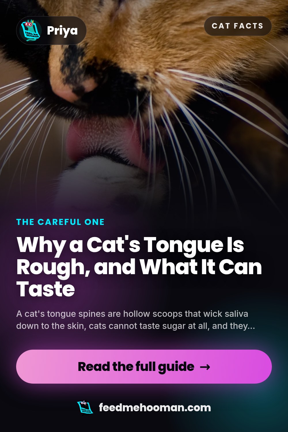 Why a Cat's Tongue Is Rough, and What It Can Taste