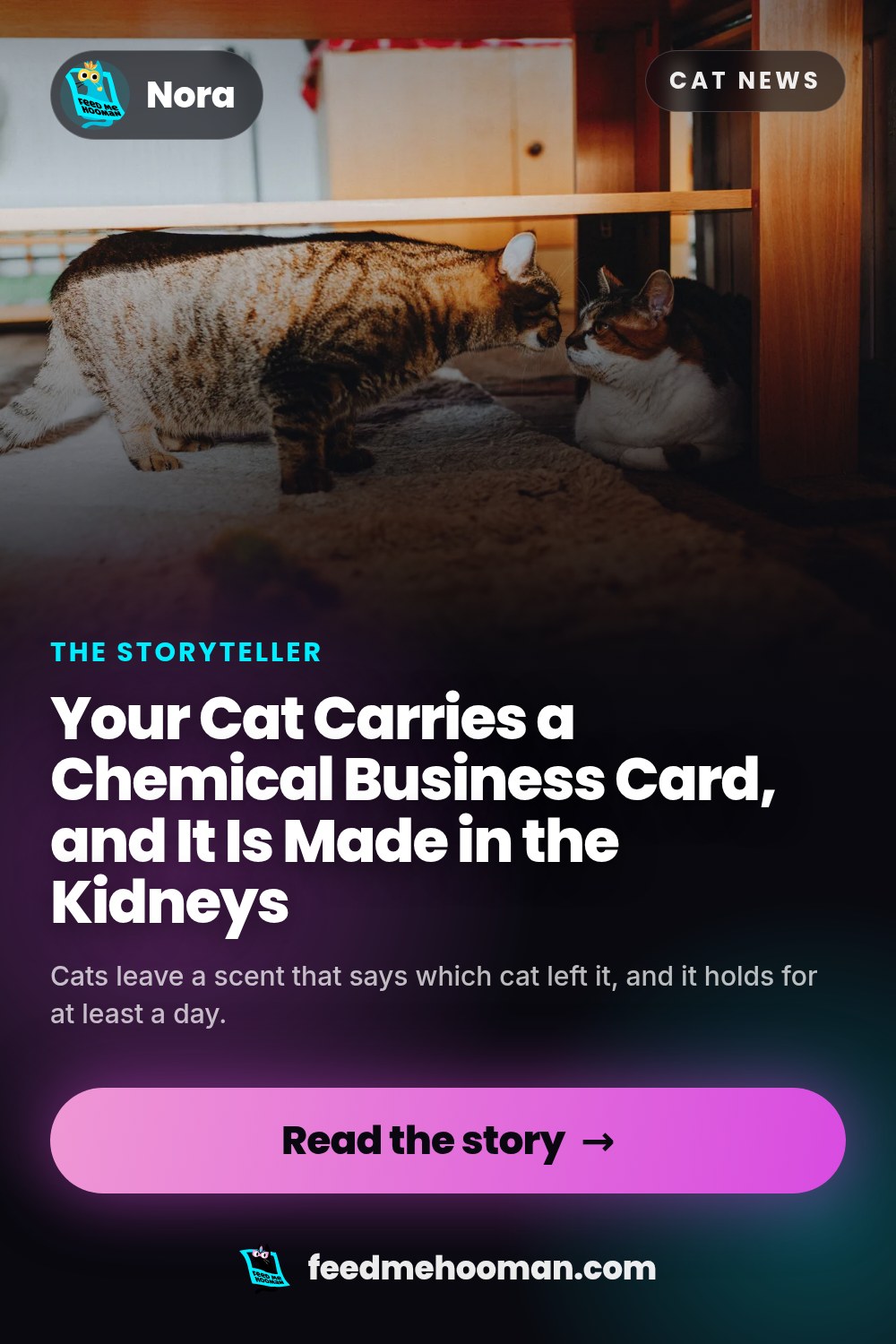 Your Cat Carries a Chemical Business Card, and It Is Made in the Kidneys