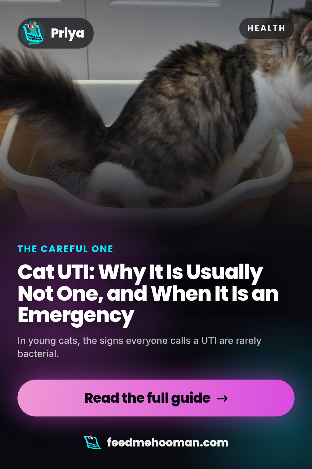 Cat UTI: Why It Is Usually Not One, and When It Is an Emergency