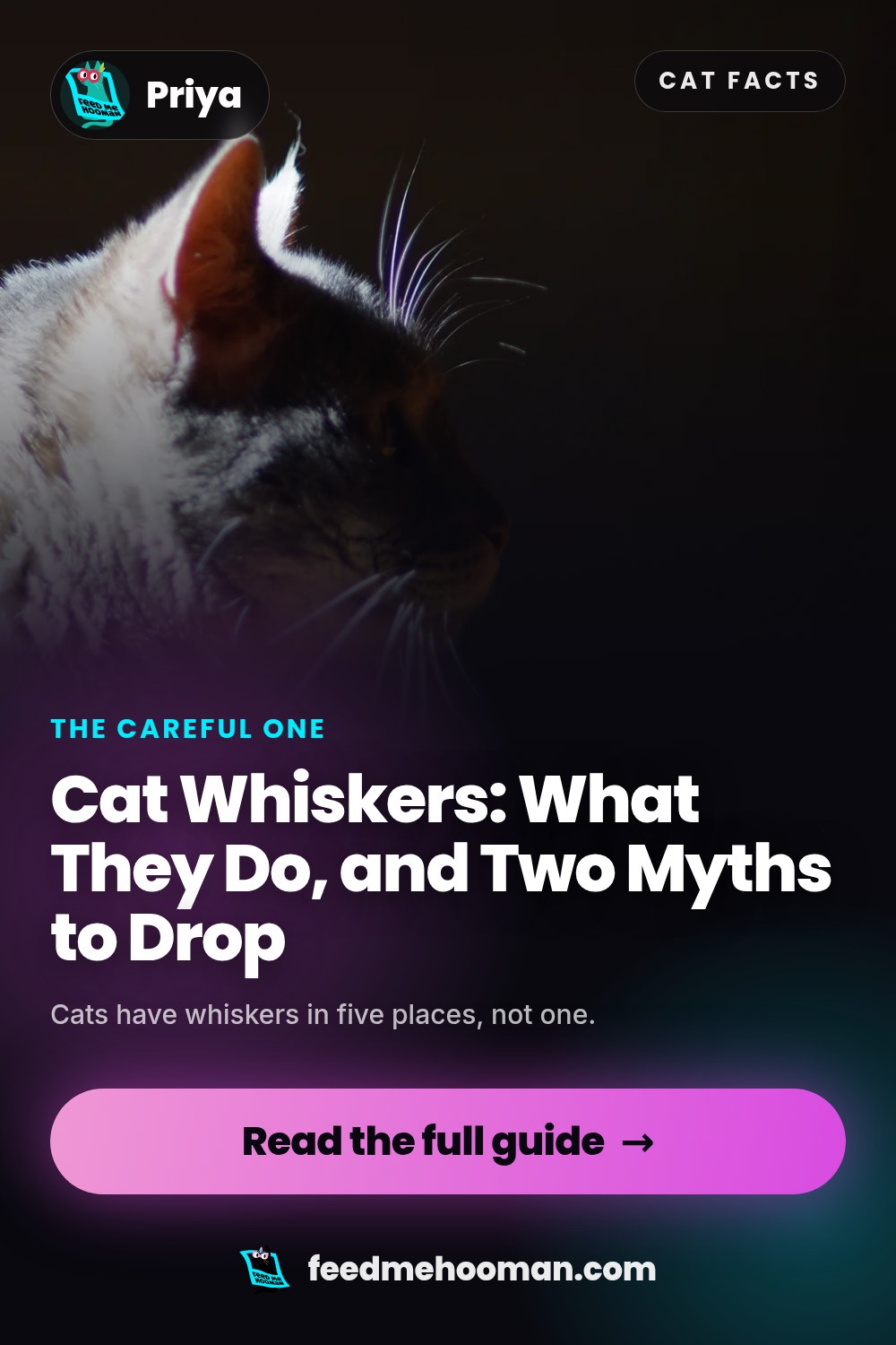 Cat Whiskers: What They Do, and Two Myths to Drop