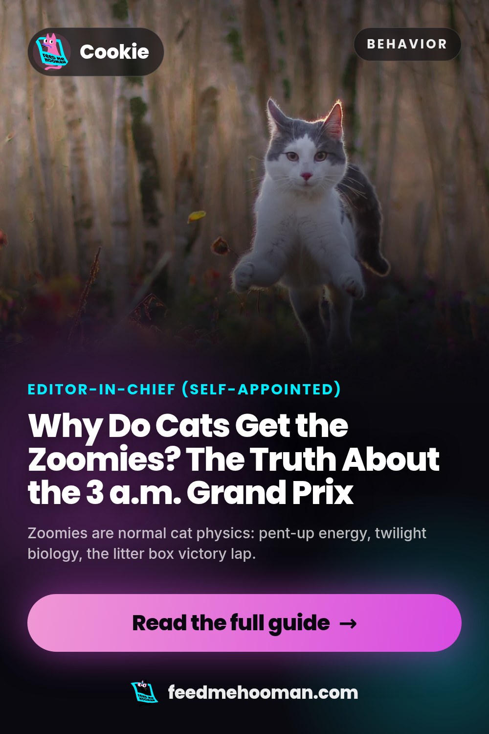 Why Do Cats Get the Zoomies? The Truth About the 3 a.m. Grand Prix