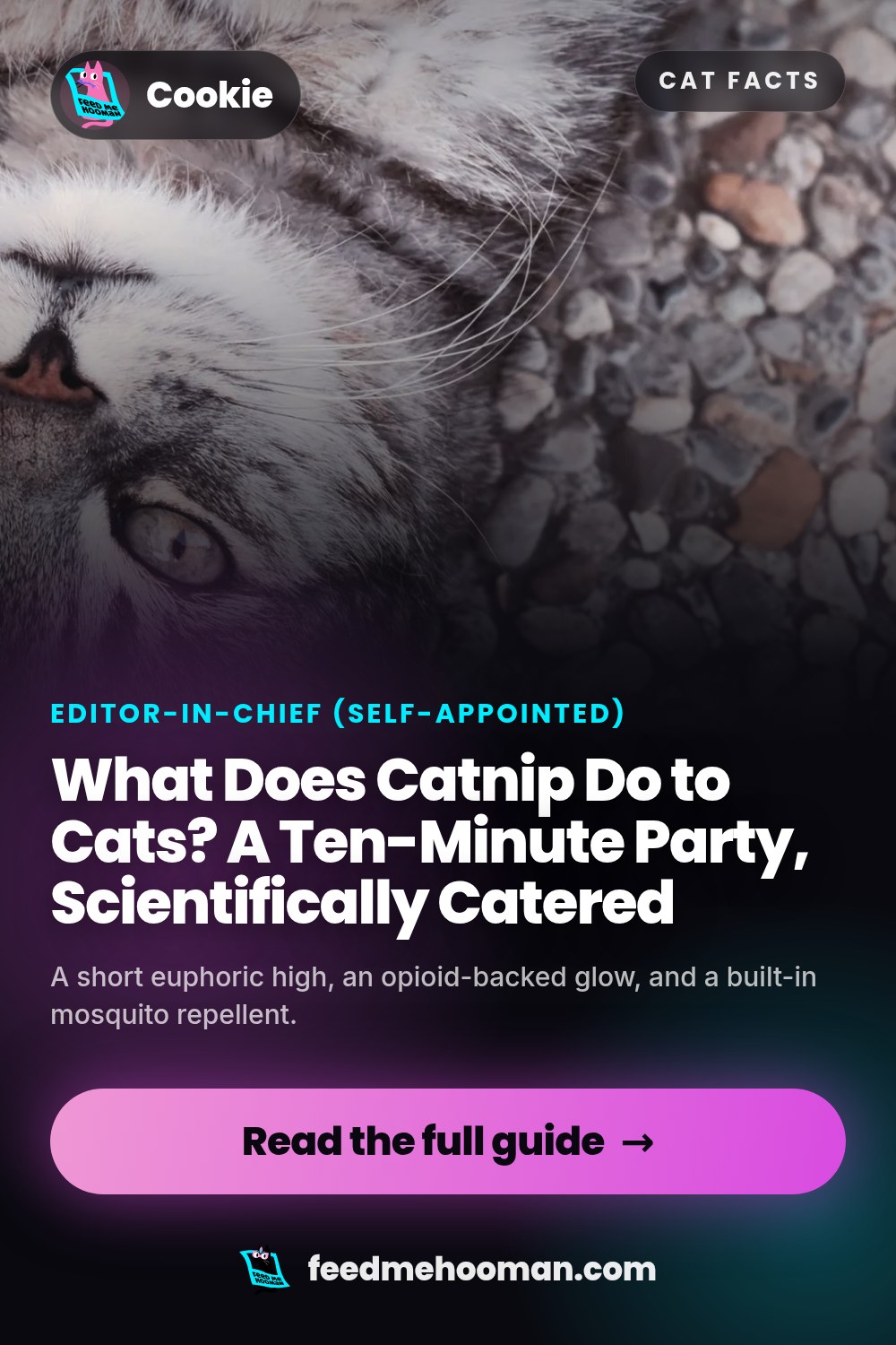 What Does Catnip Do to Cats? A Ten-Minute Party, Scientifically Catered