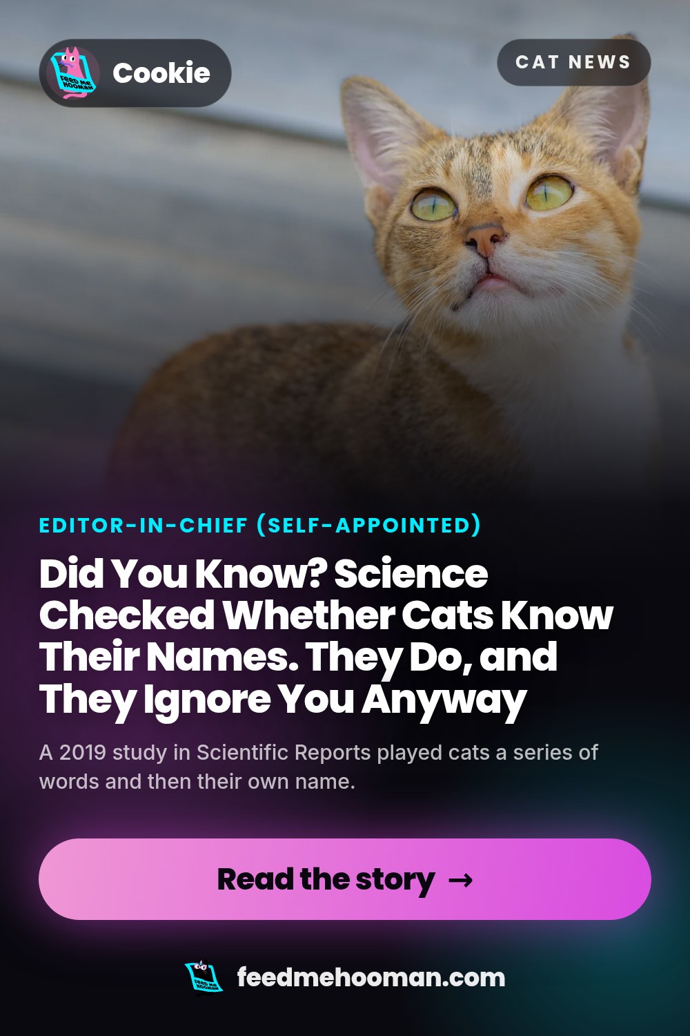 Did You Know? Science Checked Whether Cats Know Their Names. They Do, and They Ignore You Anyway