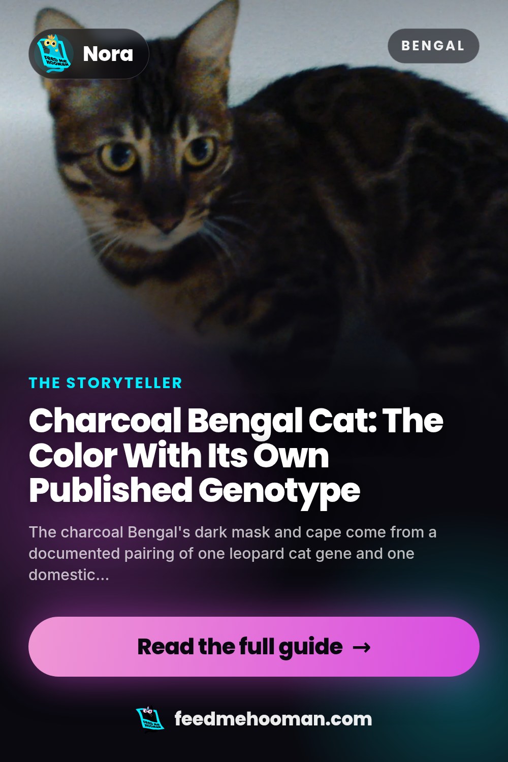 Charcoal Bengal Cat: The Color With Its Own Published Genotype