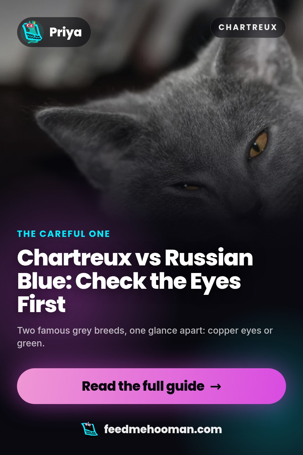 Chartreux vs Russian Blue: Check the Eyes First