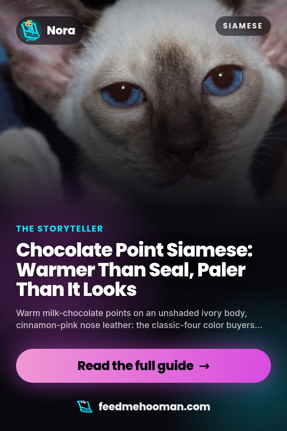 Chocolate Point Siamese: Warmer Than Seal, Paler Than It Looks