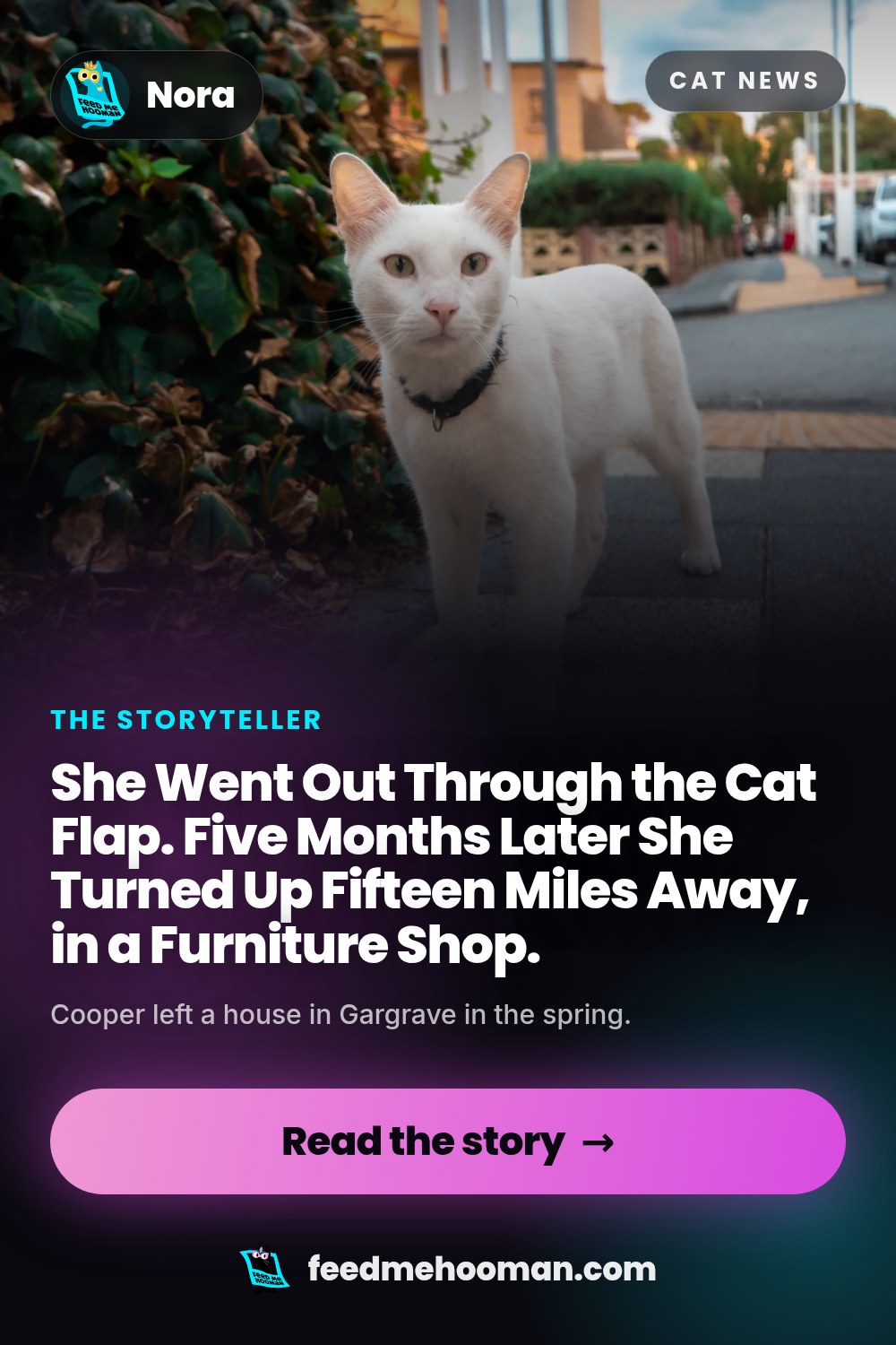 She Went Out Through the Cat Flap. Five Months Later She Turned Up Fifteen Miles Away, in a Furniture Shop.