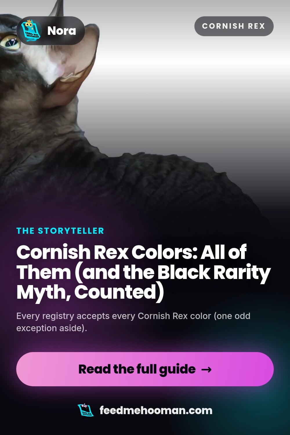 Cornish Rex Colors: All of Them (and the Black Rarity Myth, Counted)
