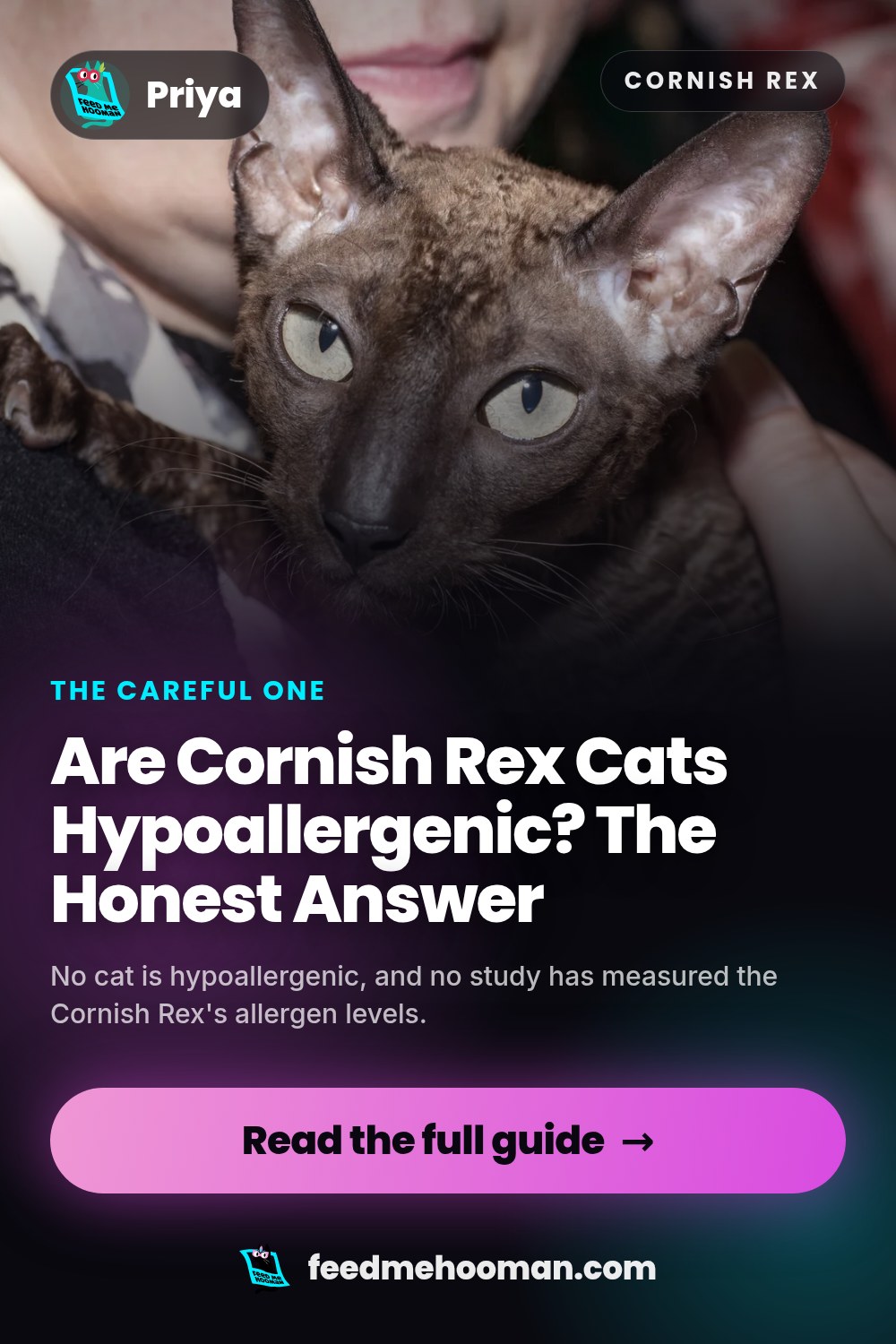 Are Cornish Rex Cats Hypoallergenic? The Honest Answer