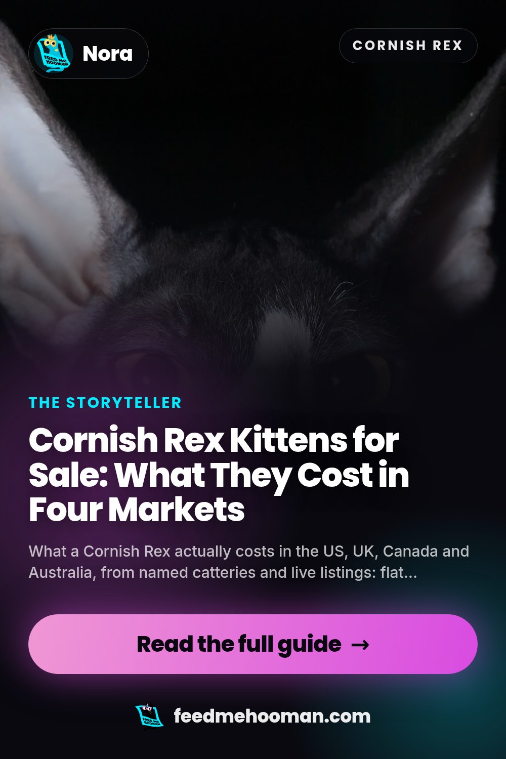 Cornish Rex Kittens for Sale: What They Cost in Four Markets