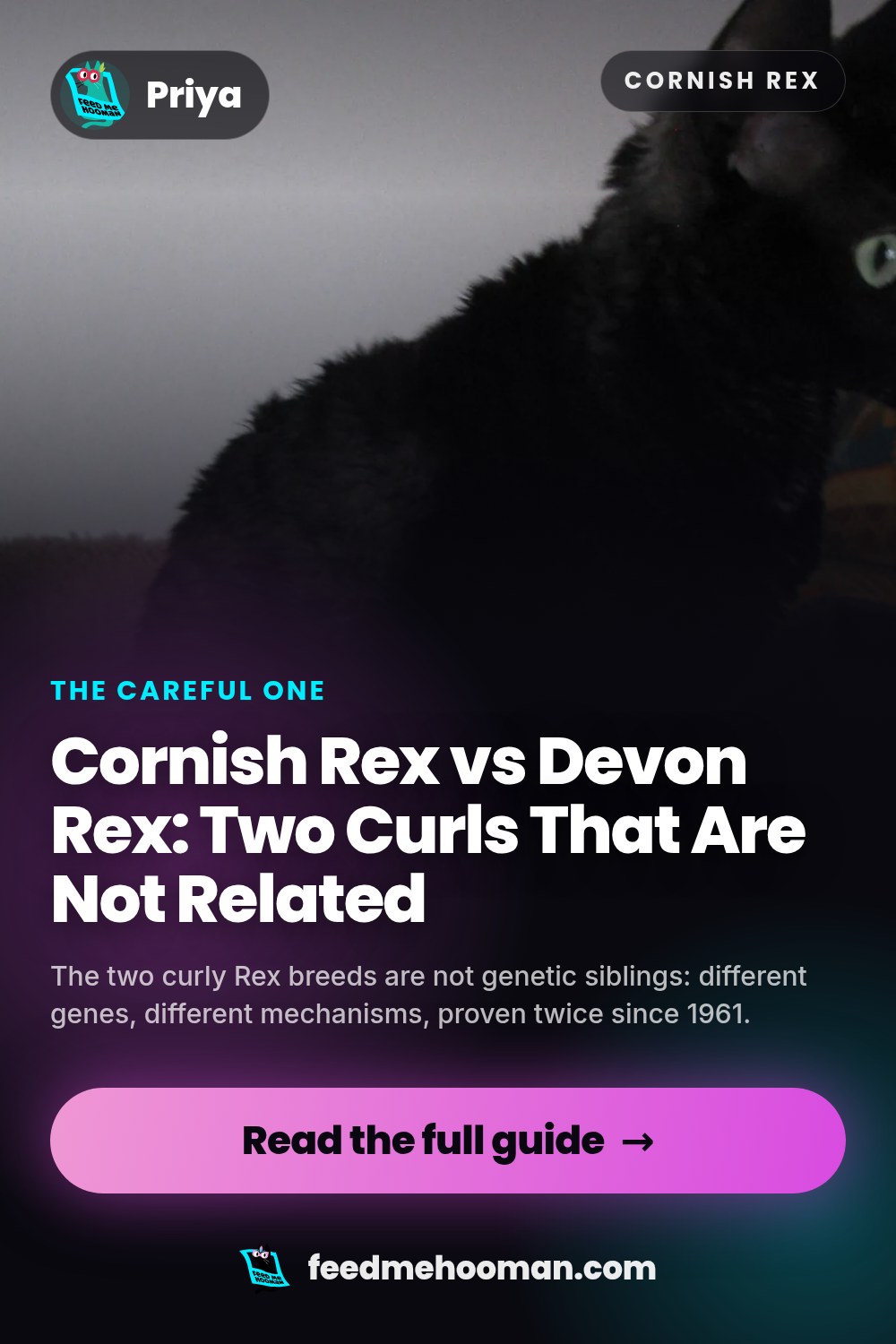 Cornish Rex vs Devon Rex: Two Curls That Are Not Related