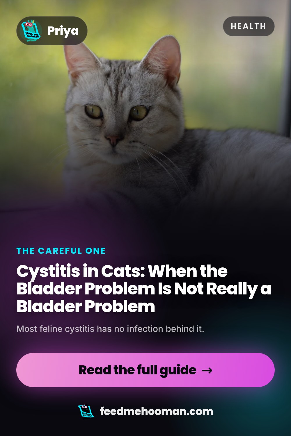 Cystitis in Cats: When the Bladder Problem Is Not Really a Bladder Problem