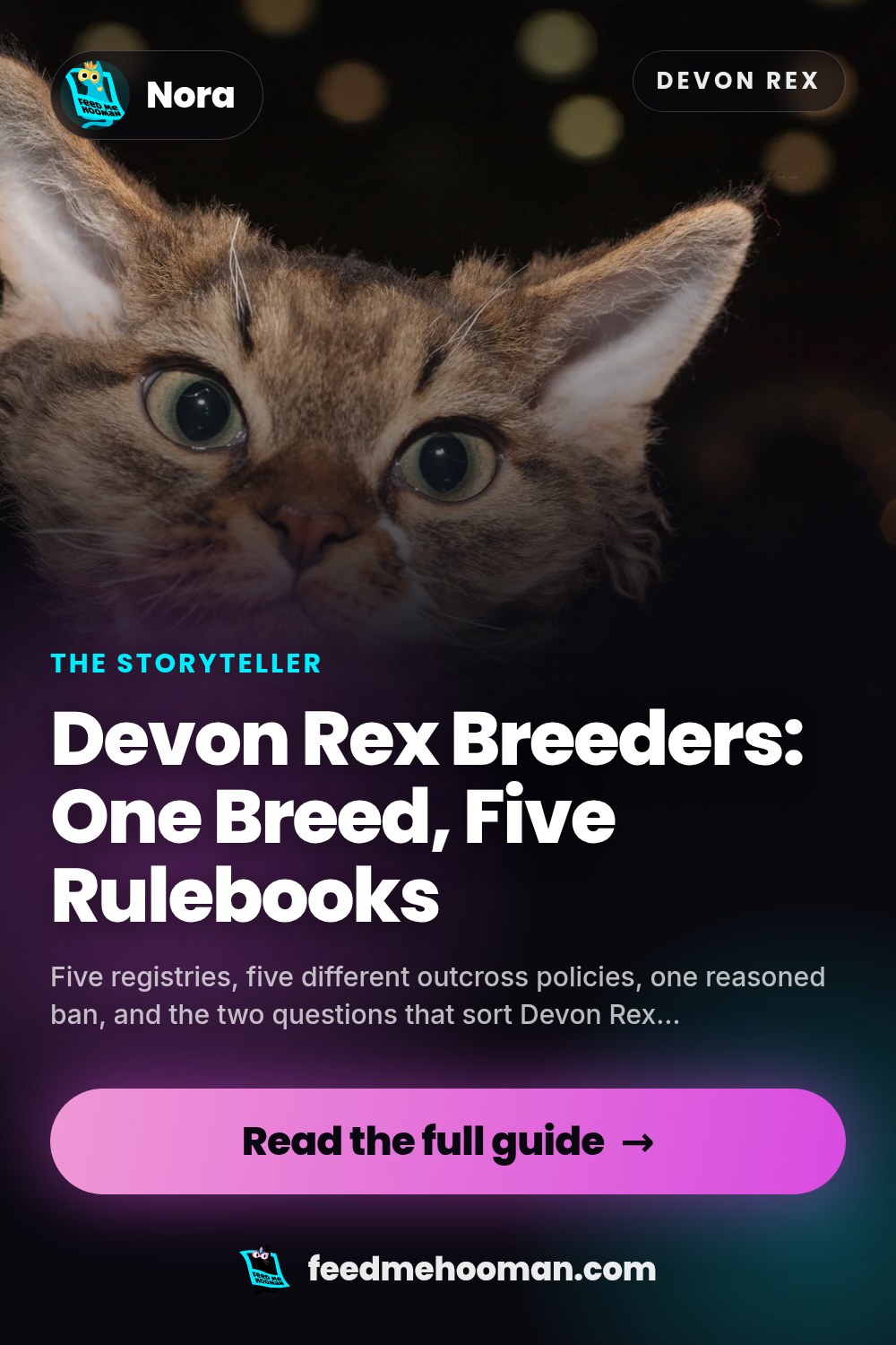 Devon Rex Breeders: One Breed, Five Rulebooks