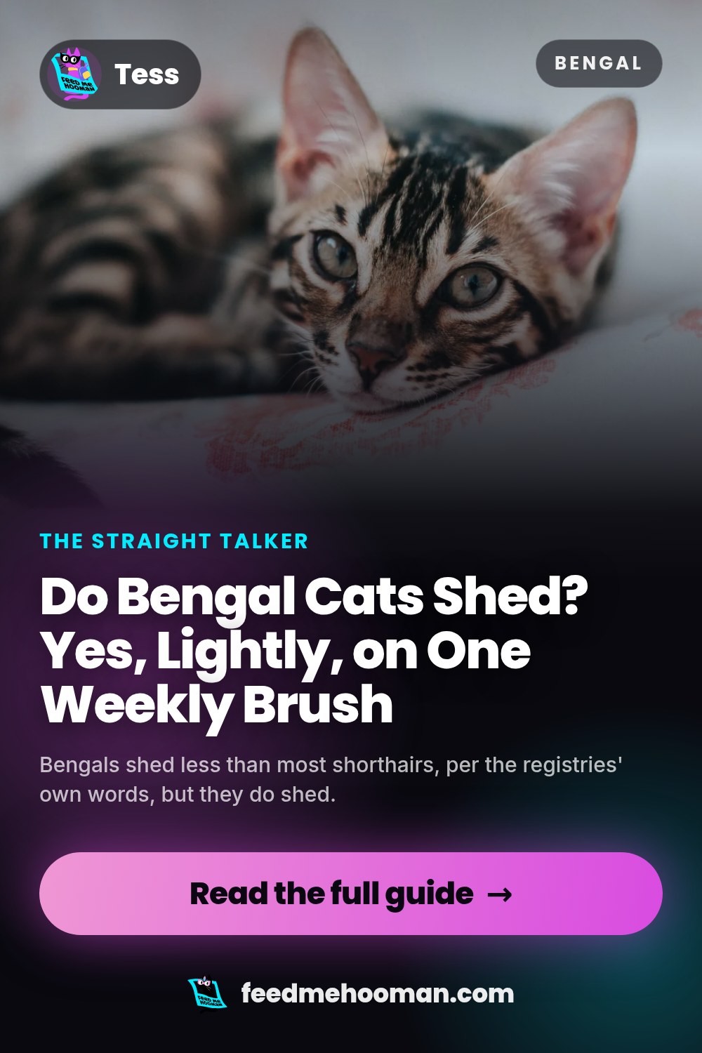 Do Bengal Cats Shed? Yes, Lightly, on One Weekly Brush