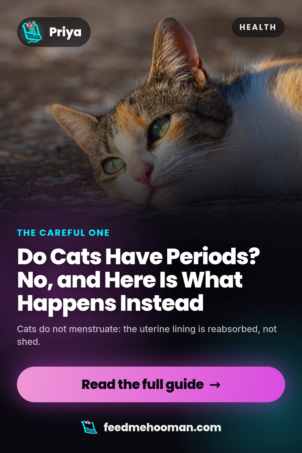 Do Cats Have Periods? No, and Here Is What Happens Instead