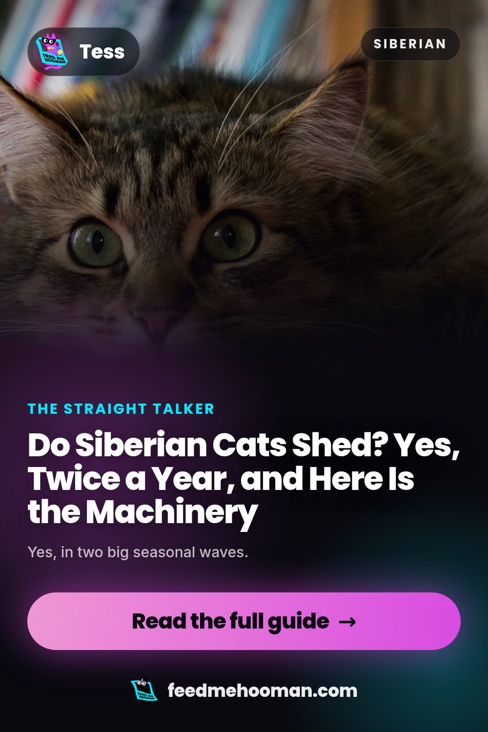 Do Siberian Cats Shed? Yes, Twice a Year, and Here Is the Machinery